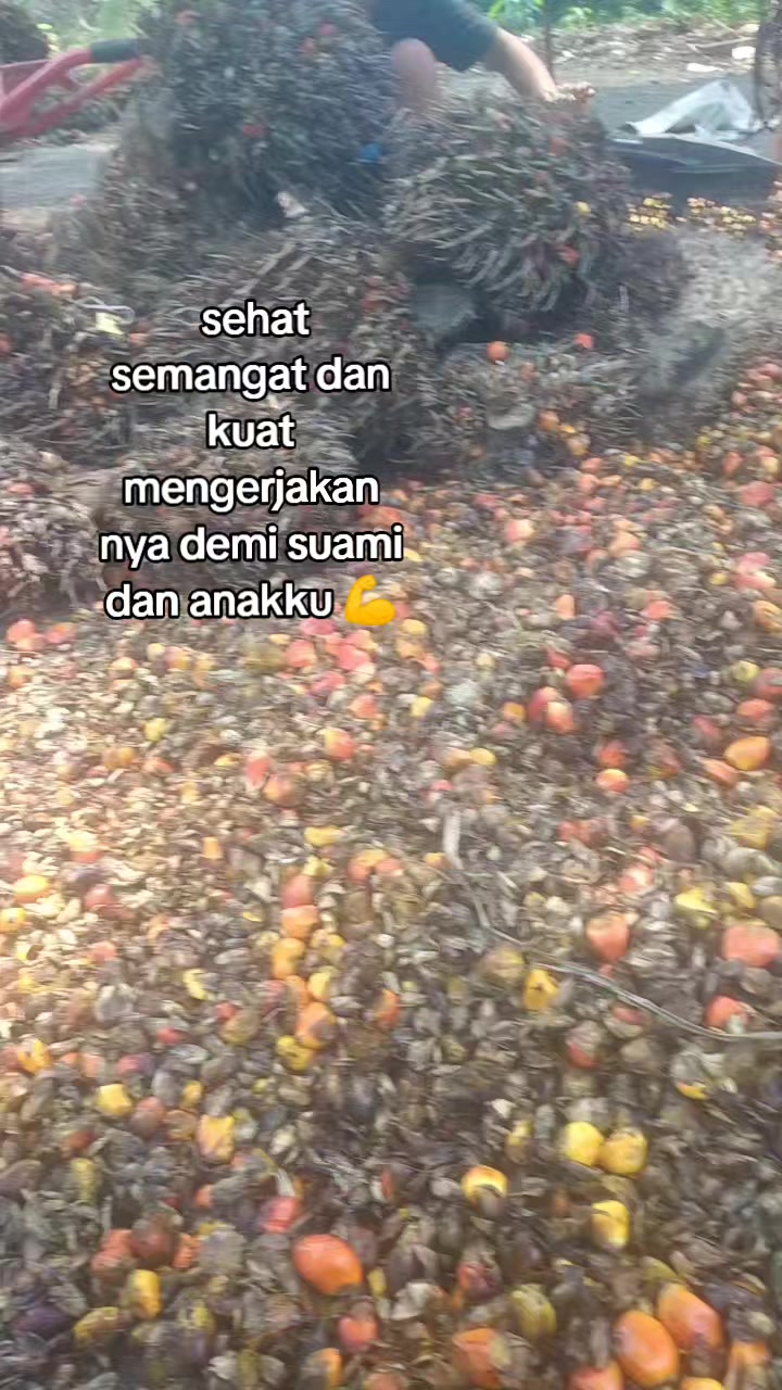 @mamicynta br tompul