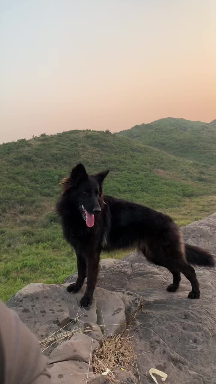 @Black German Shepherd😈