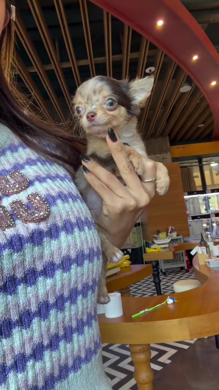 @Paradise Puppies🐶