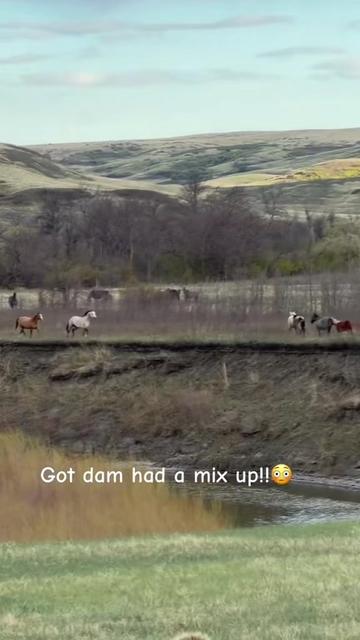 @TSQuarterHorses