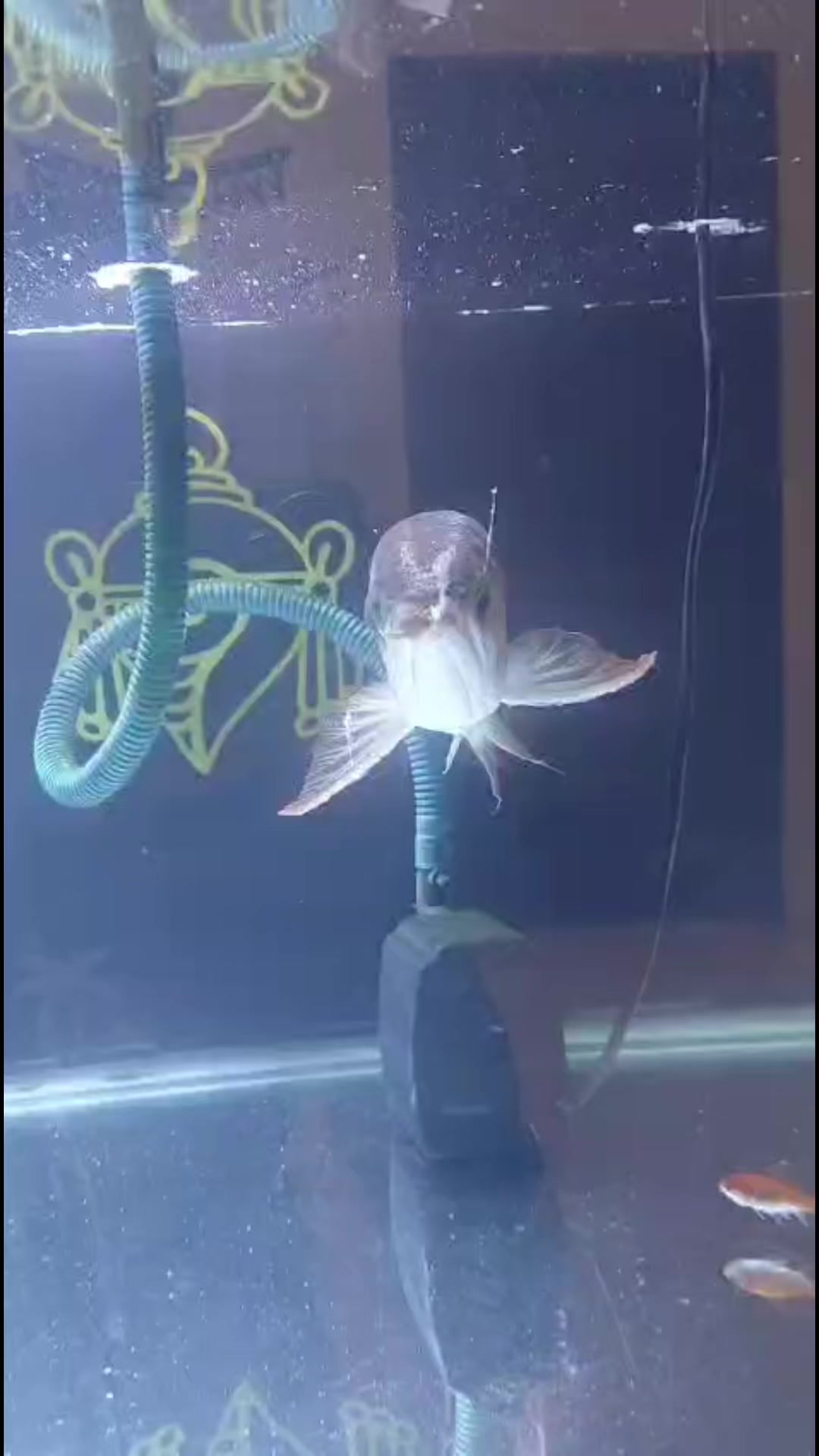 @MK AROWANA SPECIALIST