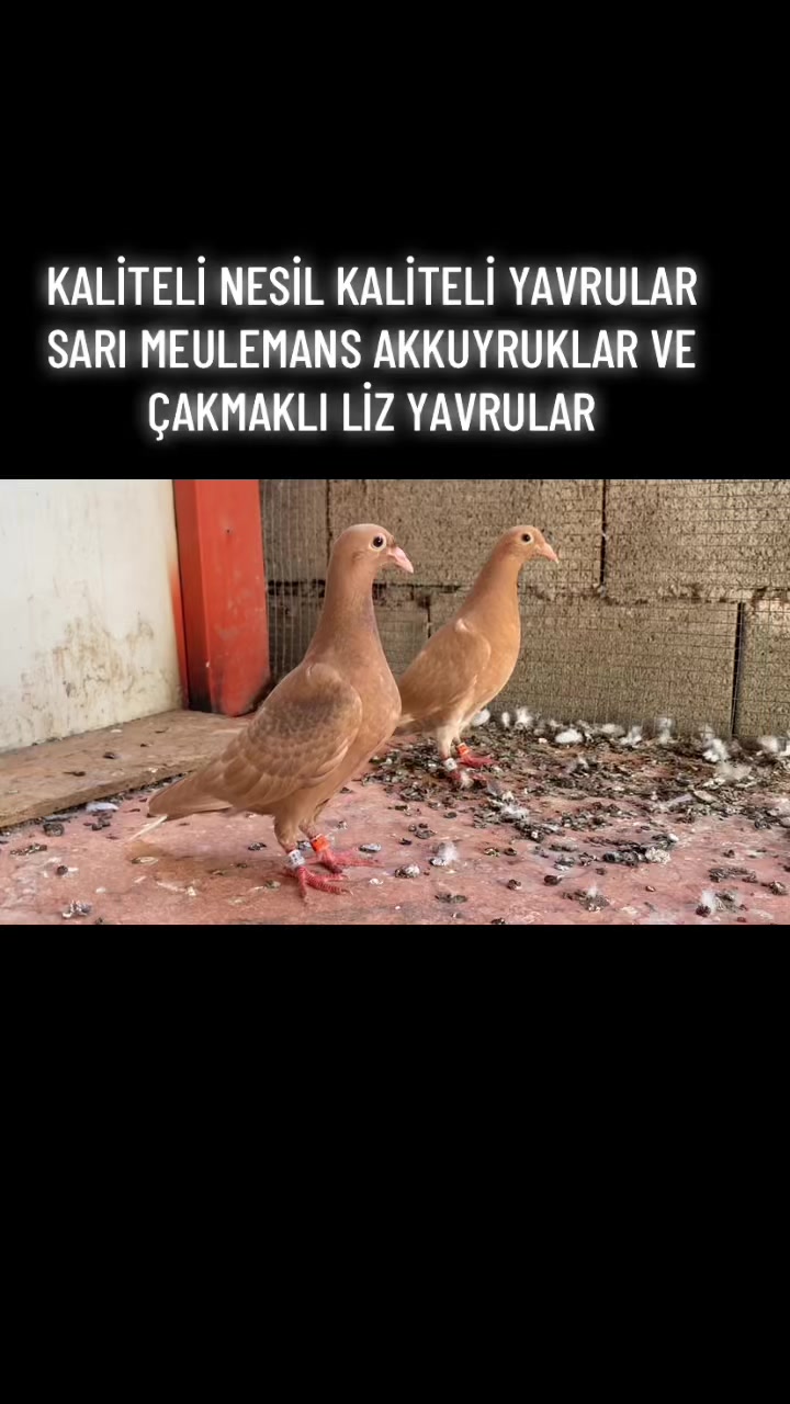 @ⒼİSMAİL ACARⒼ