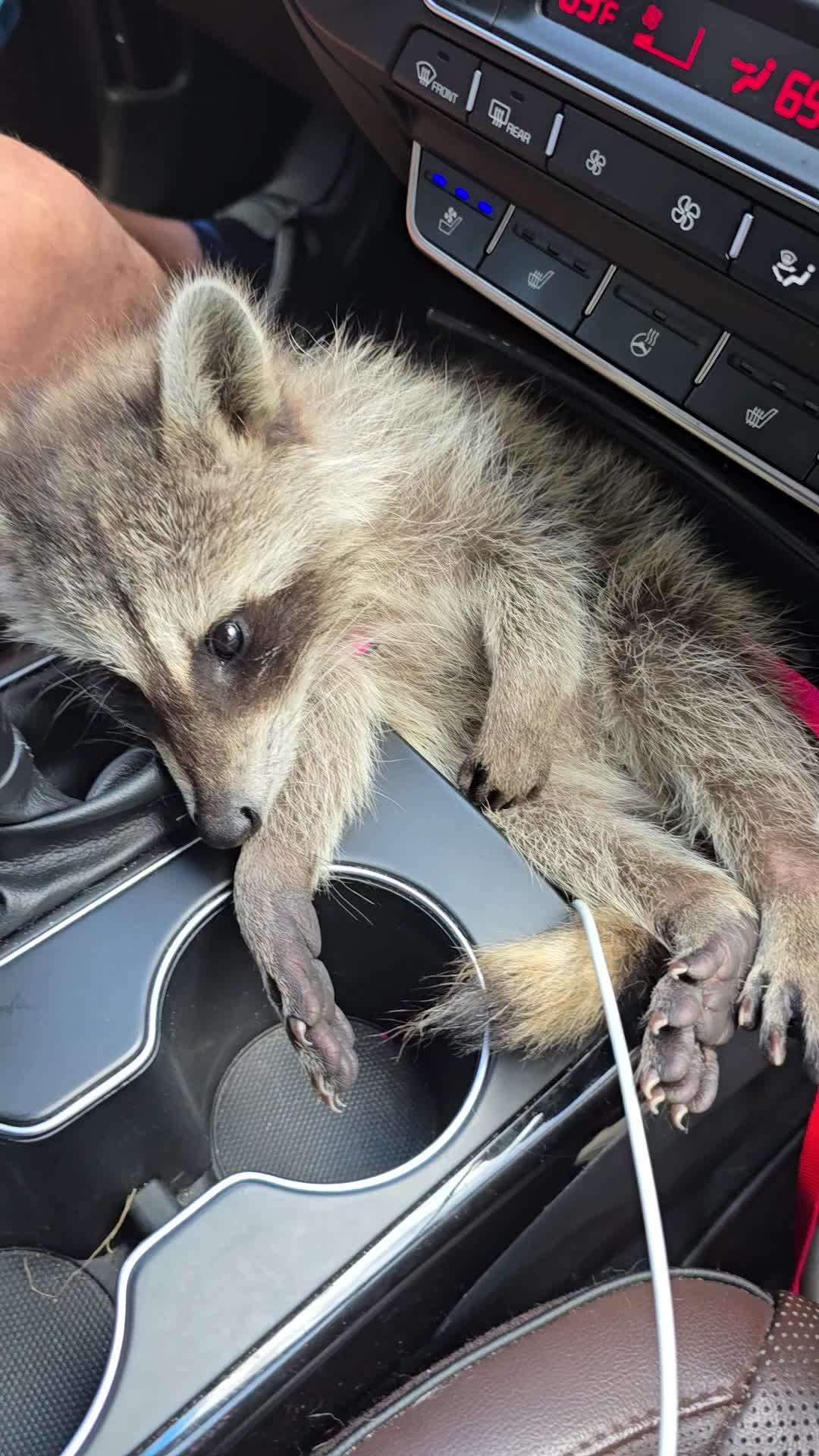 @Roxanne the Raccoon