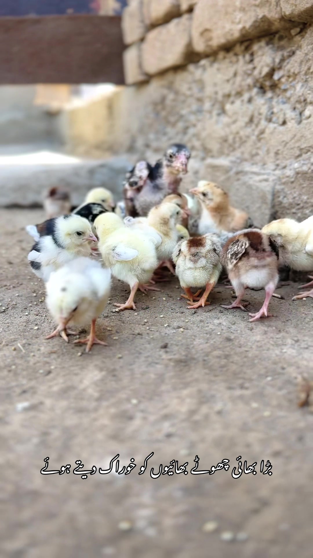 @Professionalaseelbirds2