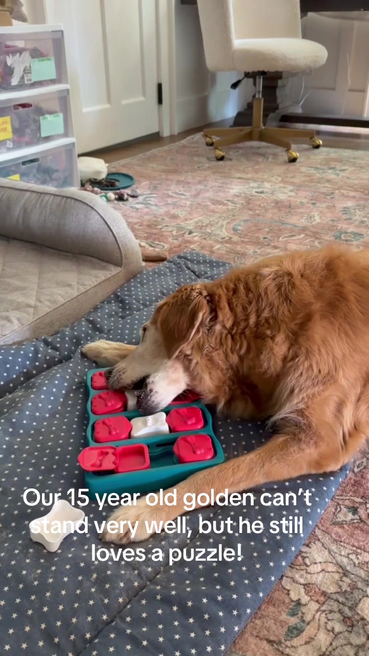 @DogMomisms