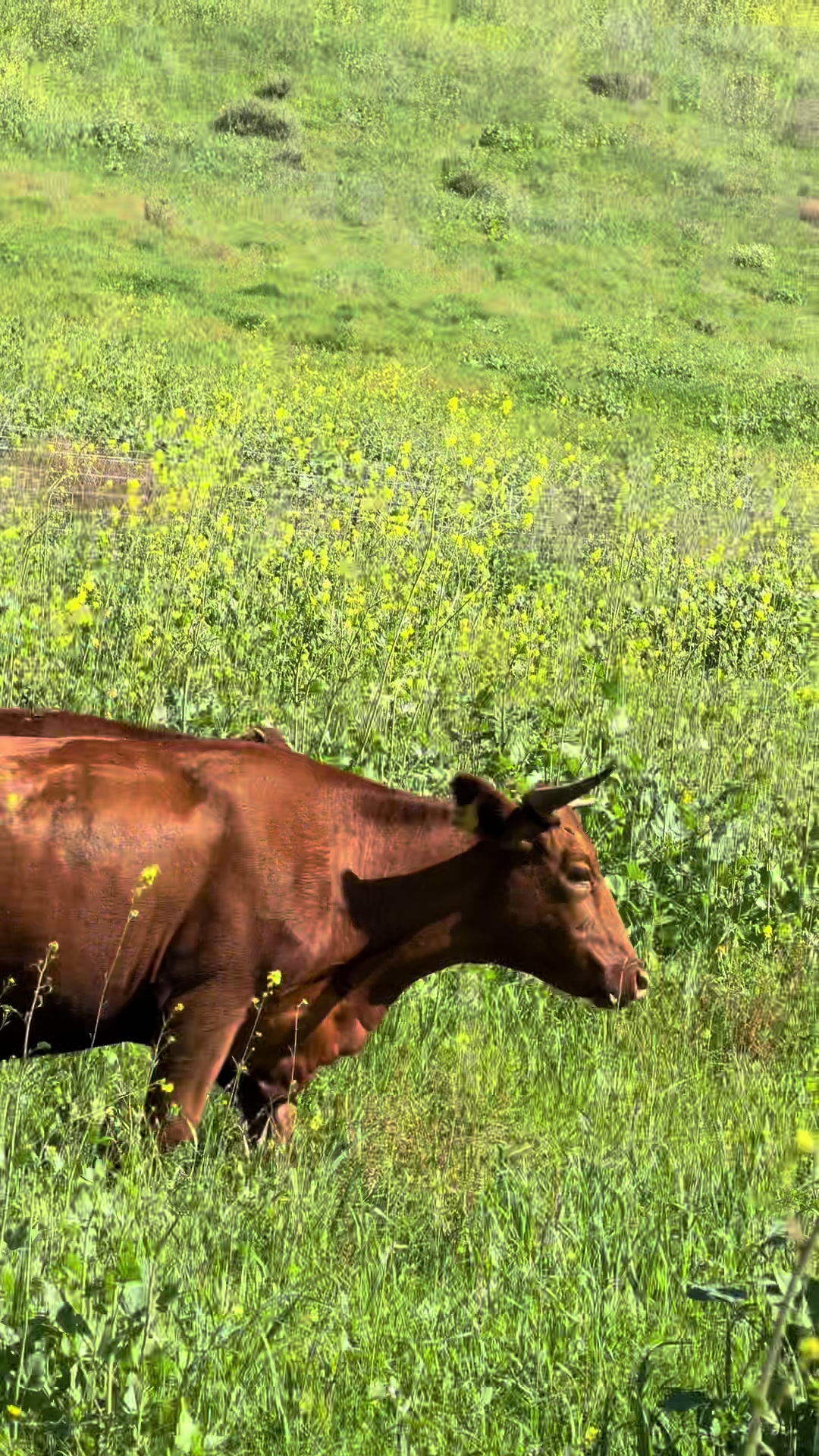 @myranchdiary