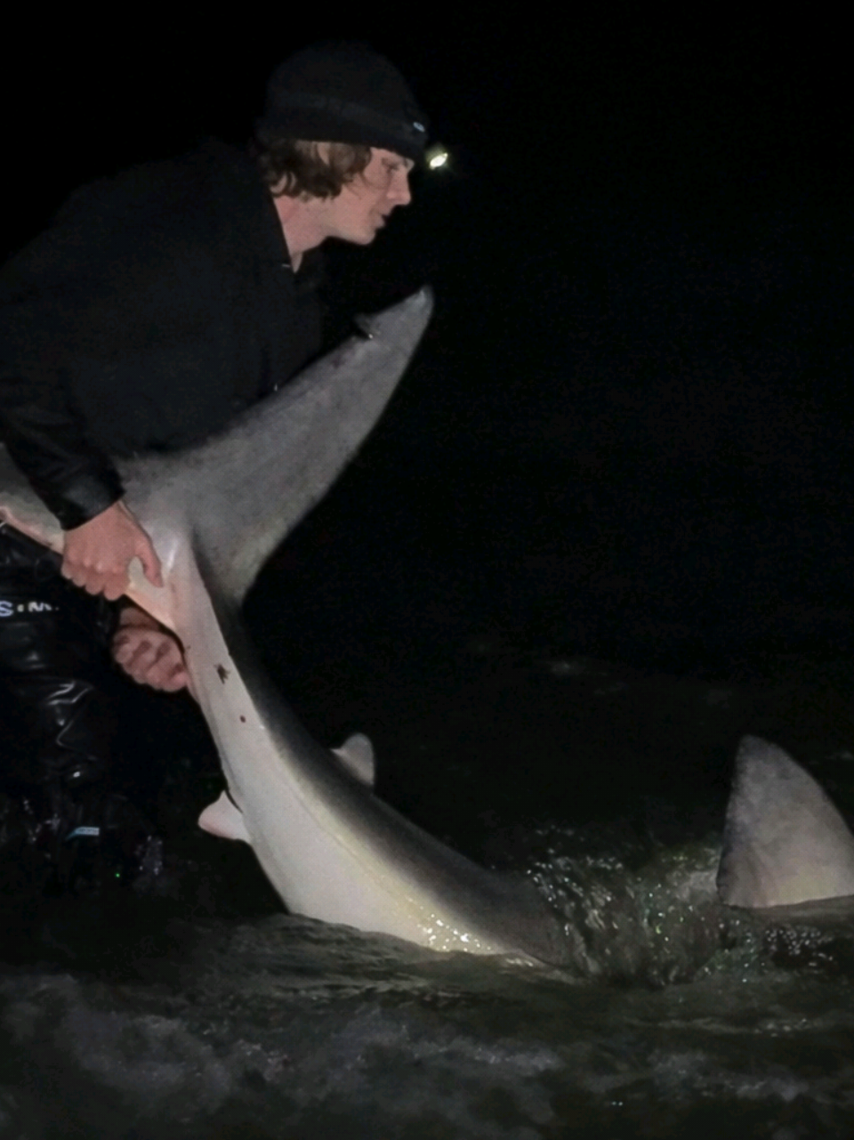 @ILM Shark Club