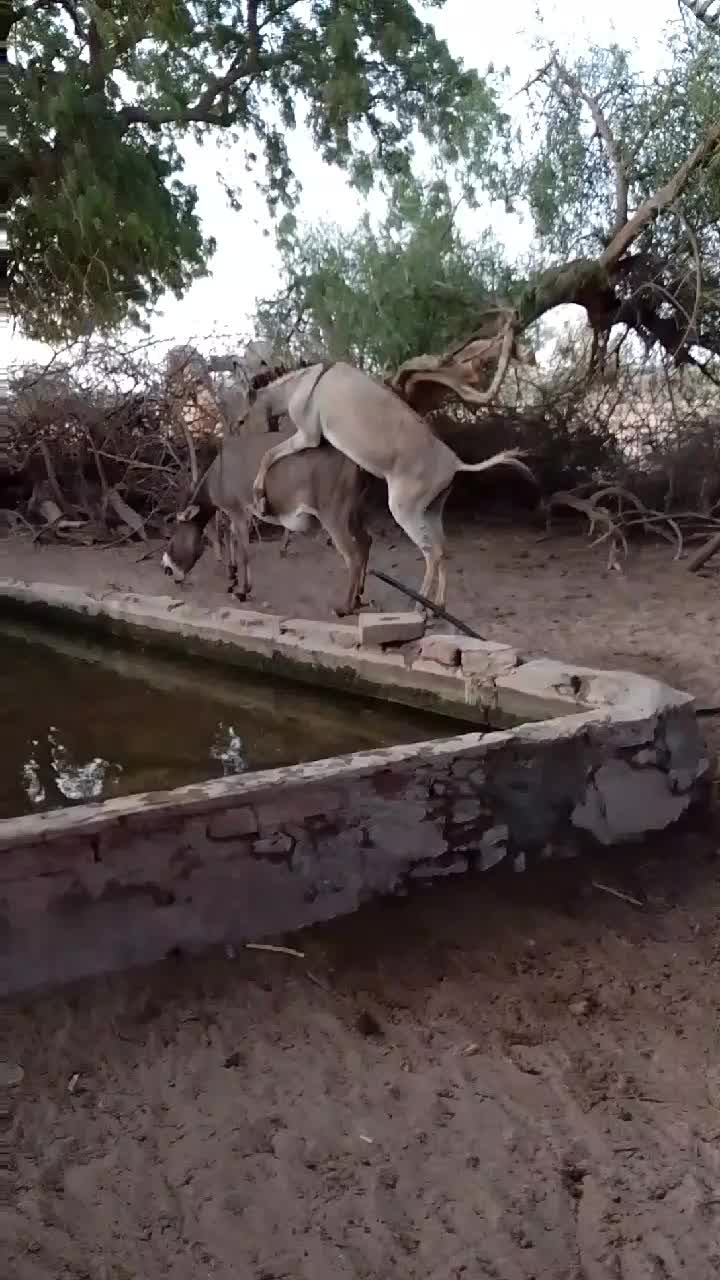 @animals053