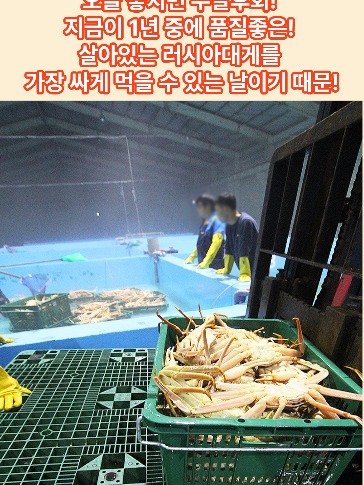 @킹크랩 대게 동해수산유통