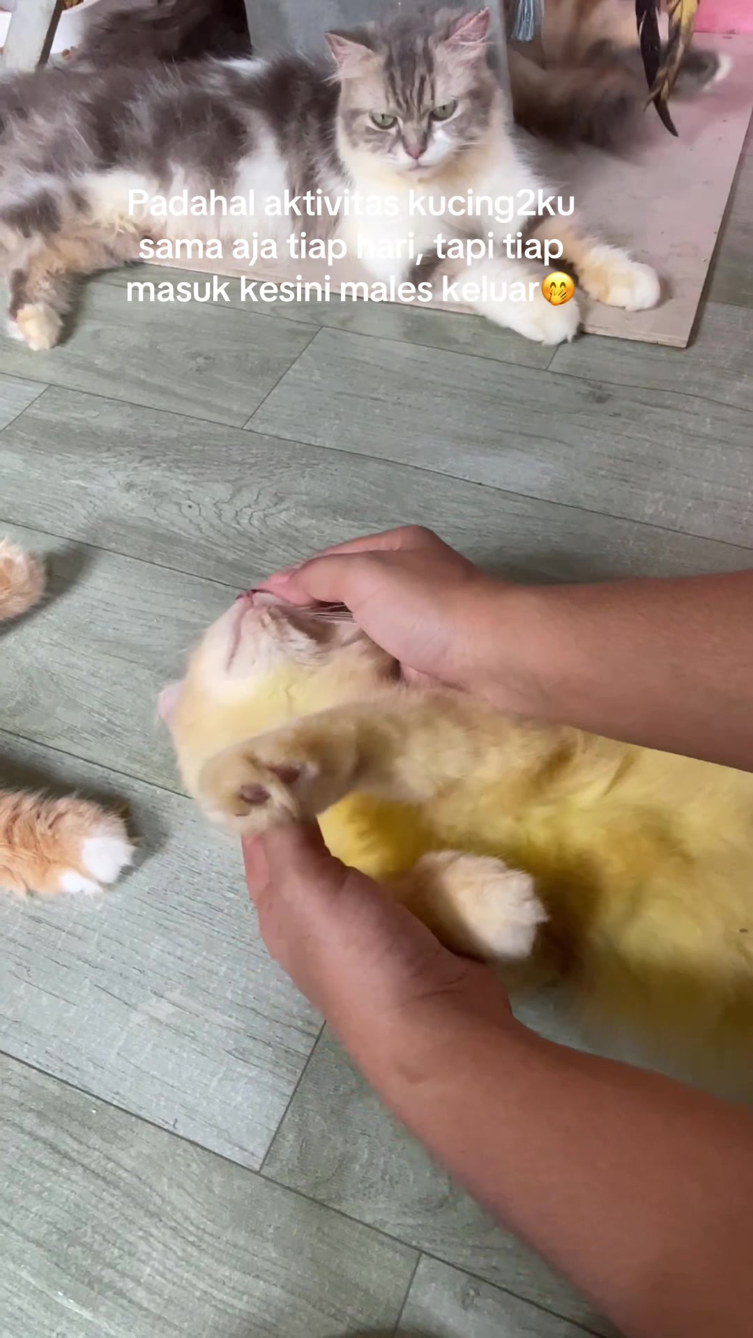@Meow family
