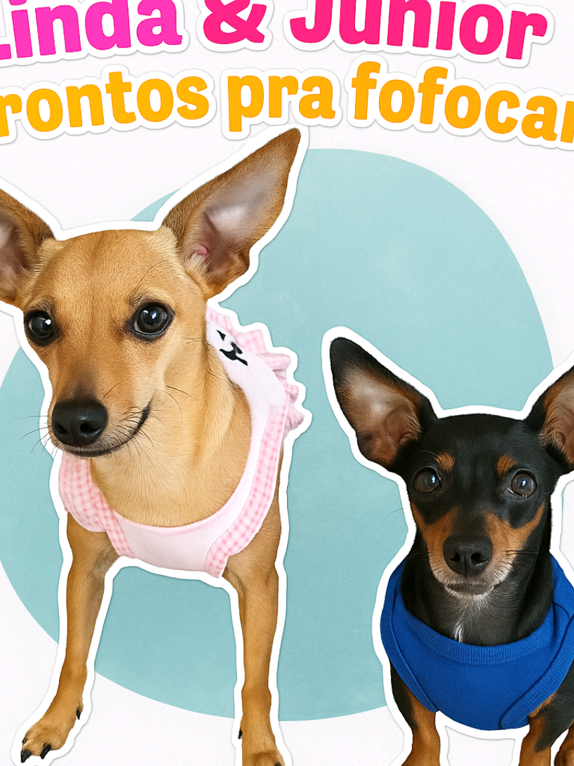 @Pinschers de Paz