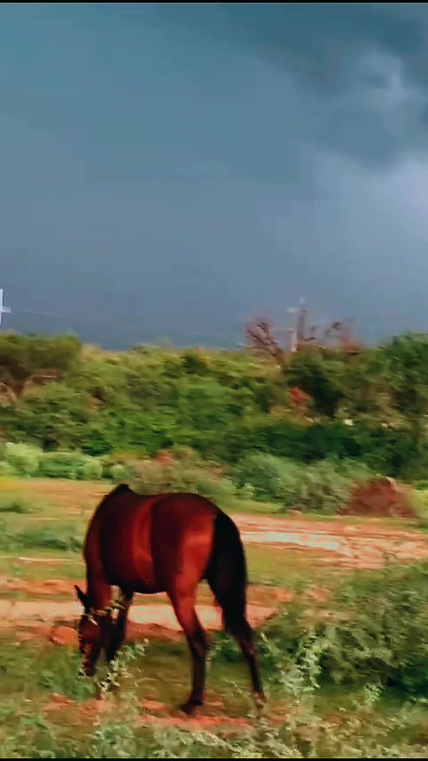 @damianforeros