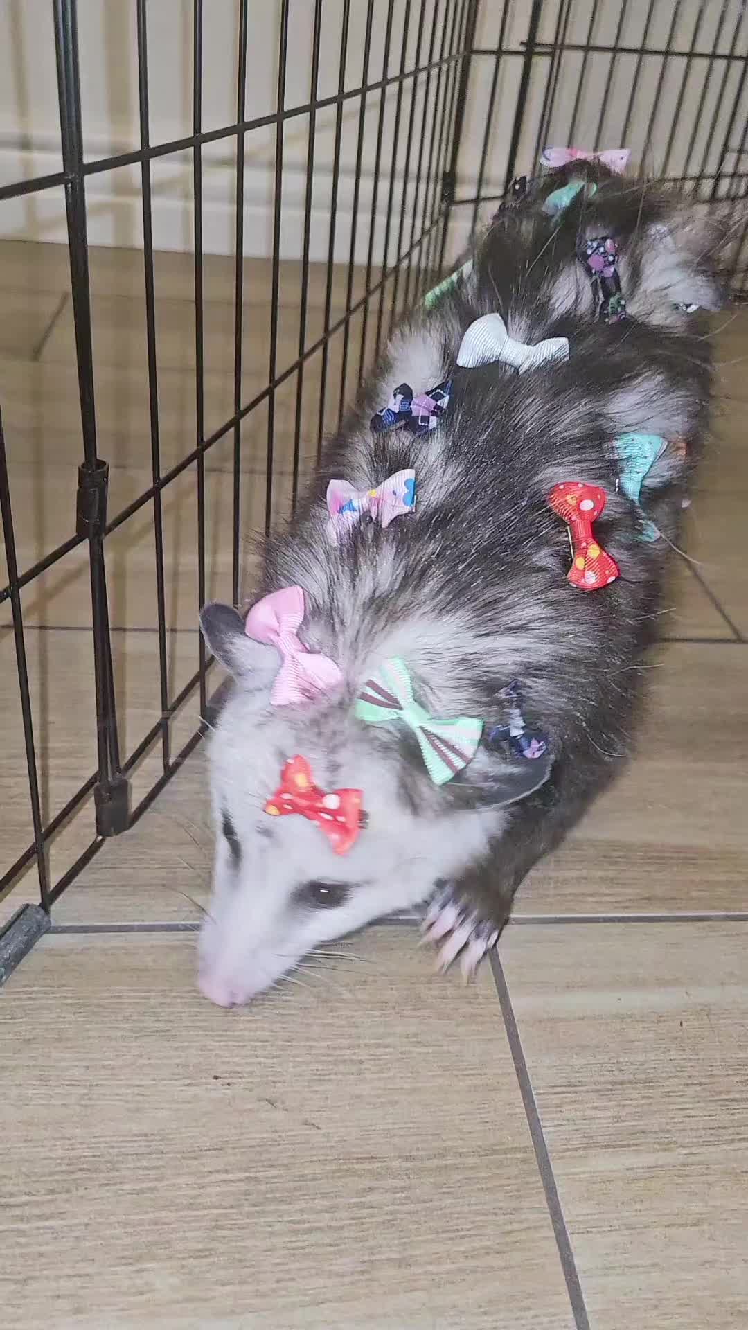 @OPOSSUM/DOG MOMMA Dea