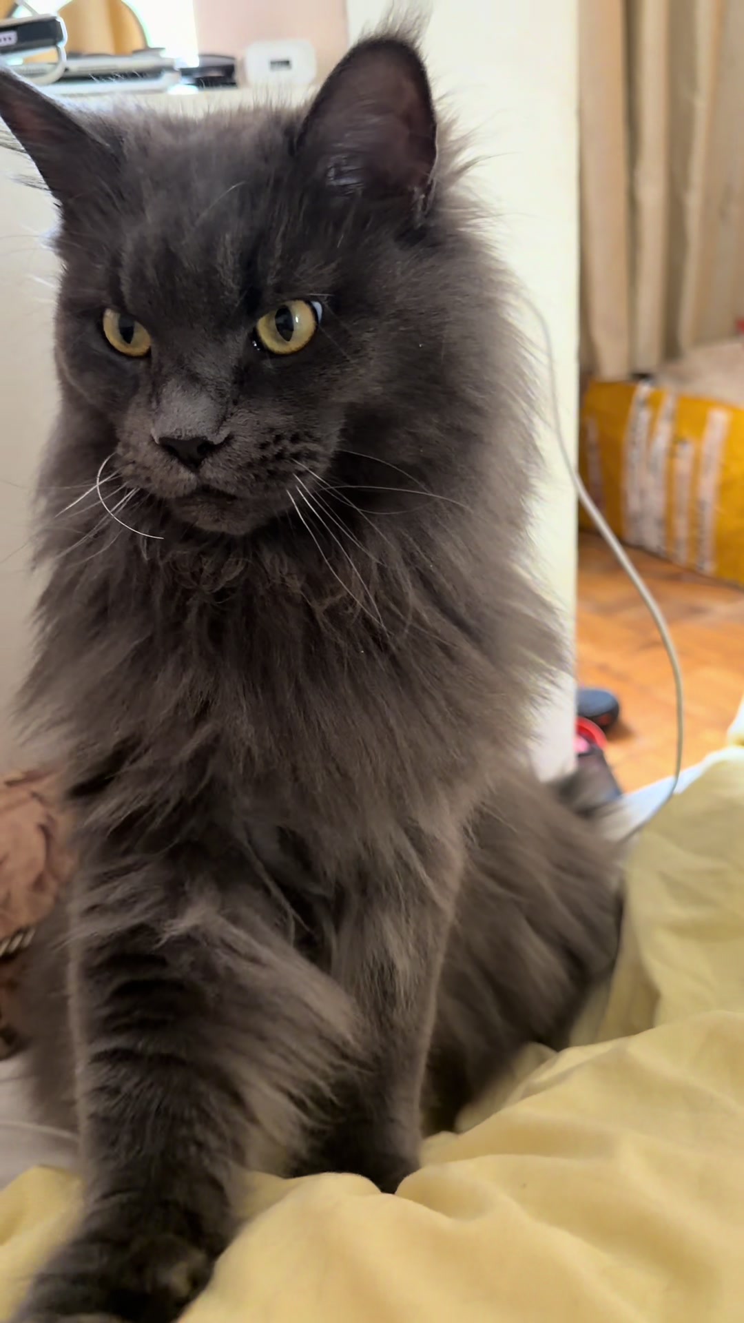 @PARAKENTOS*UA Maine coon