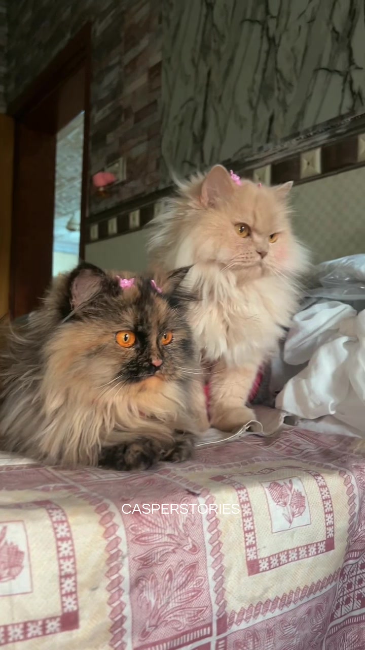 @𝑪𝒂𝒔𝒑𝒆𝒓 & 𝑴𝒊𝒏𝒏𝒊𝒆 🐾