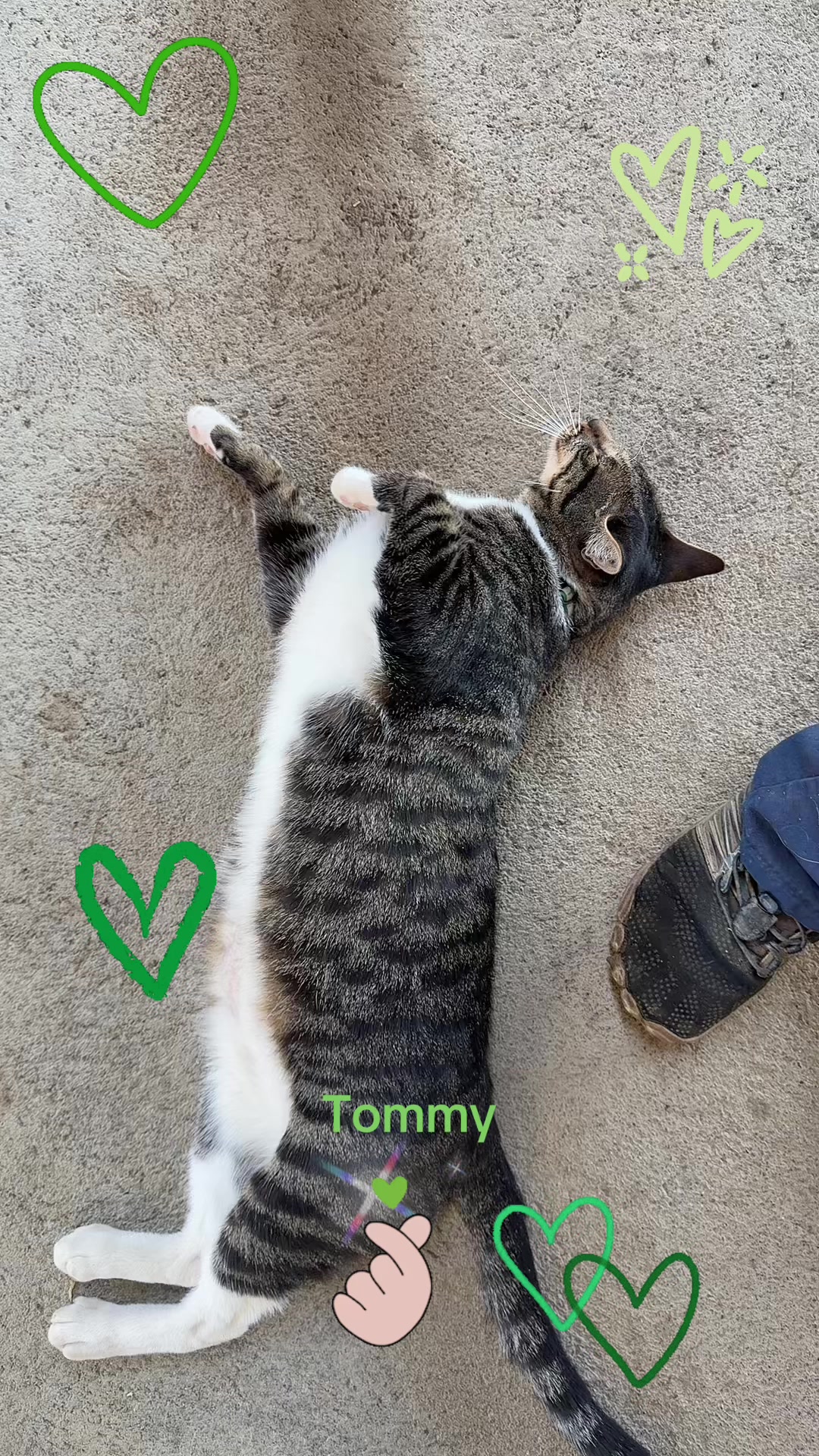 @Amri Gatitos