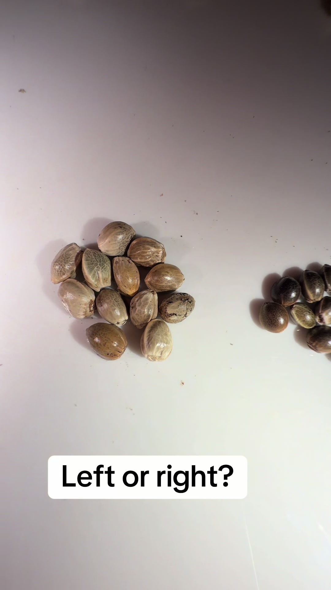 @SEEDTIVA