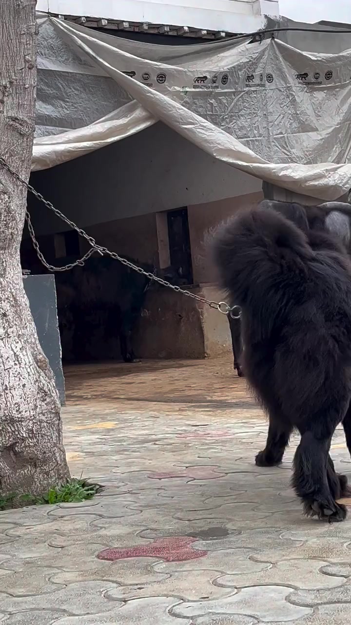 @Kashmiri_Bakrwal_Dog