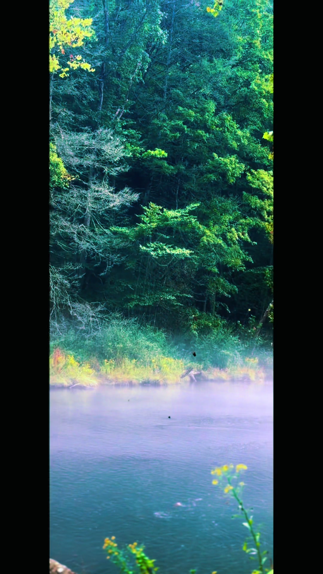 @🪶✨Dixie.Land.Delight✨🪶