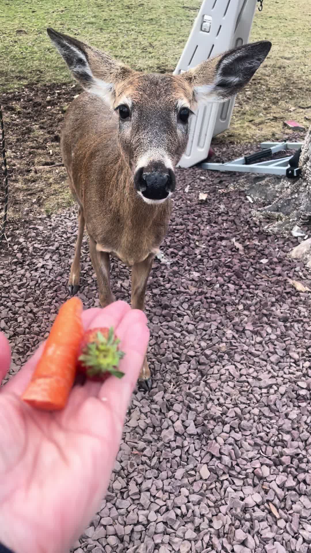 @Anita 🦌🌳