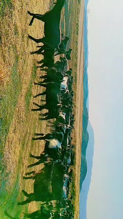 @Y&ouml;r&uuml;koğlu Yaşar 20