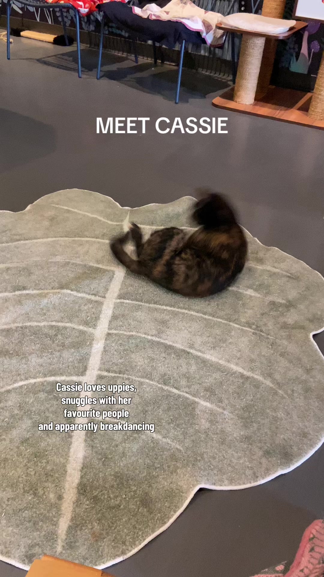 @Catoro Cat Cafe