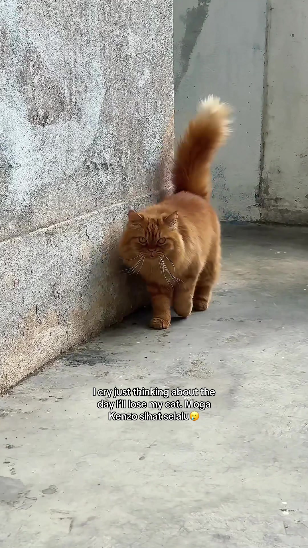 @Kenzo, MajiBuma & Cikda