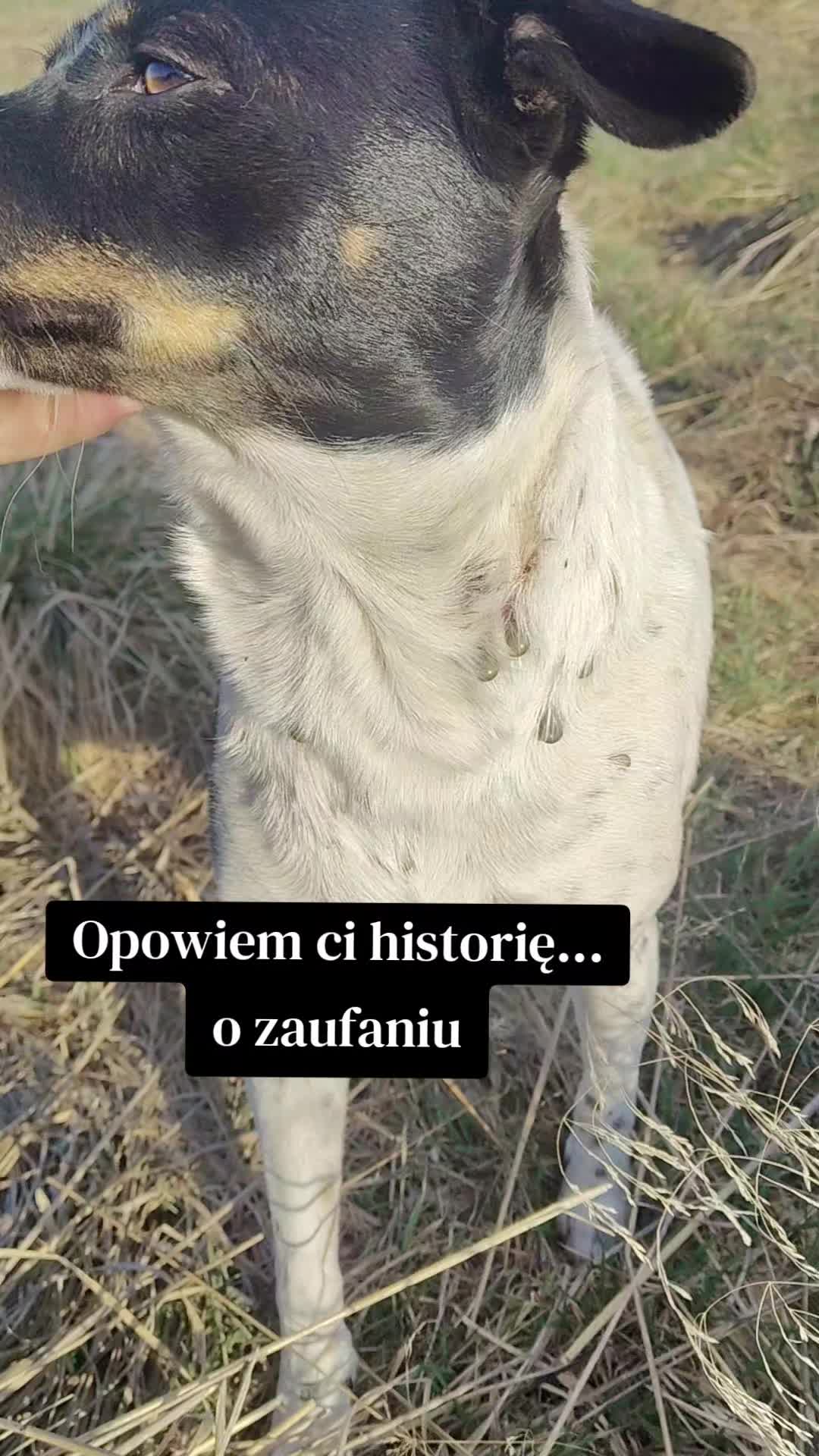 @fundacja4paws