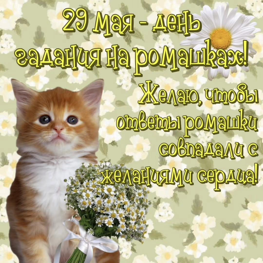 @котики на каждый день