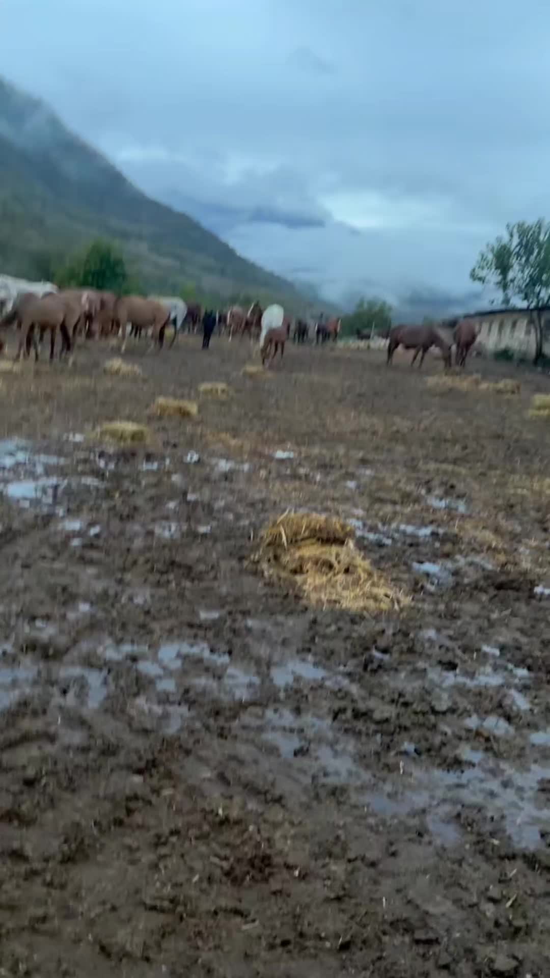 @Cefer_Qarabağlı
