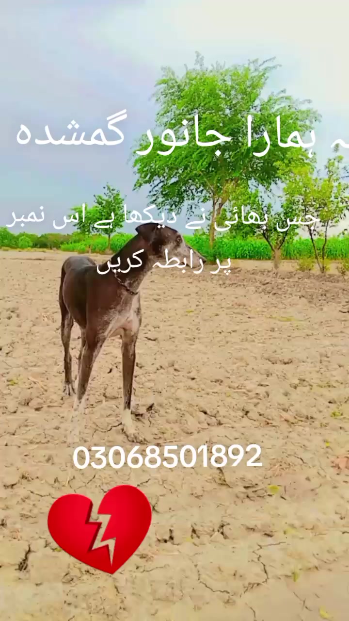 @ashraf ali
