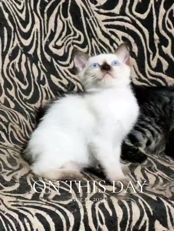 @TheCatFather