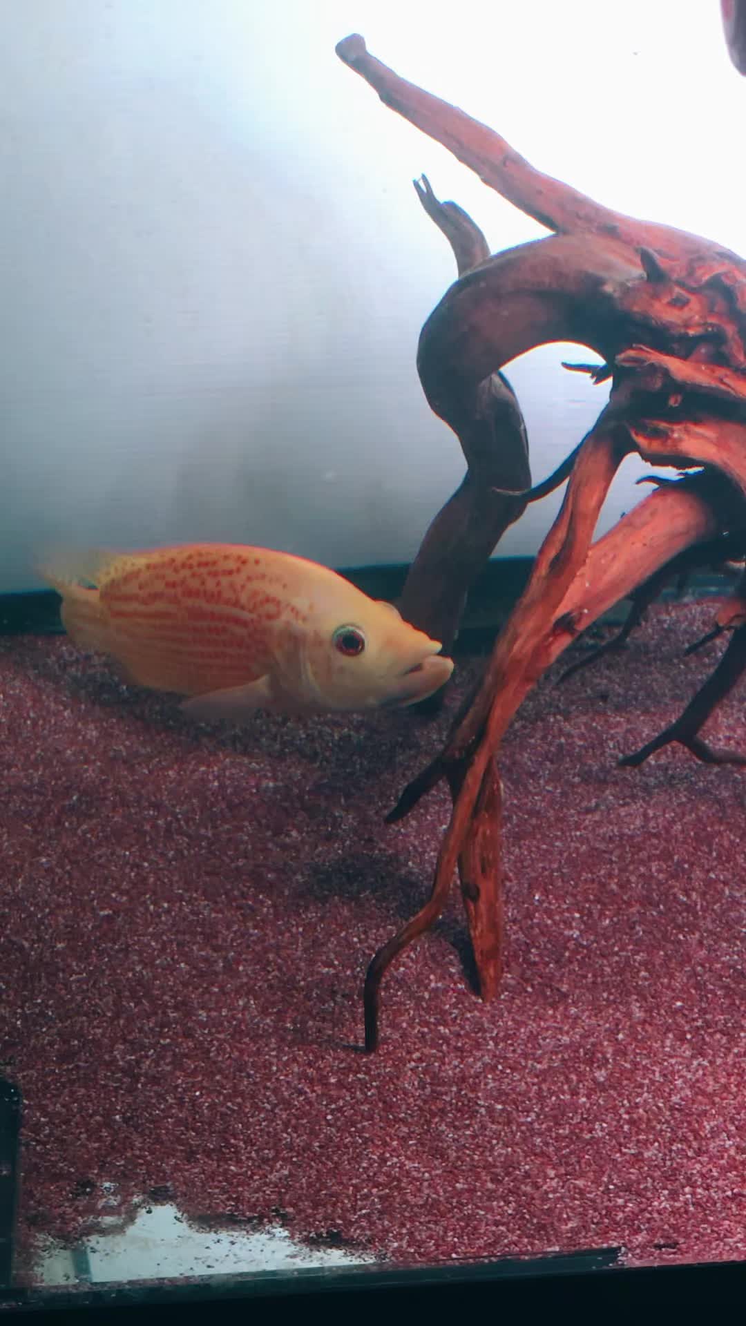 @Pitcha's pet