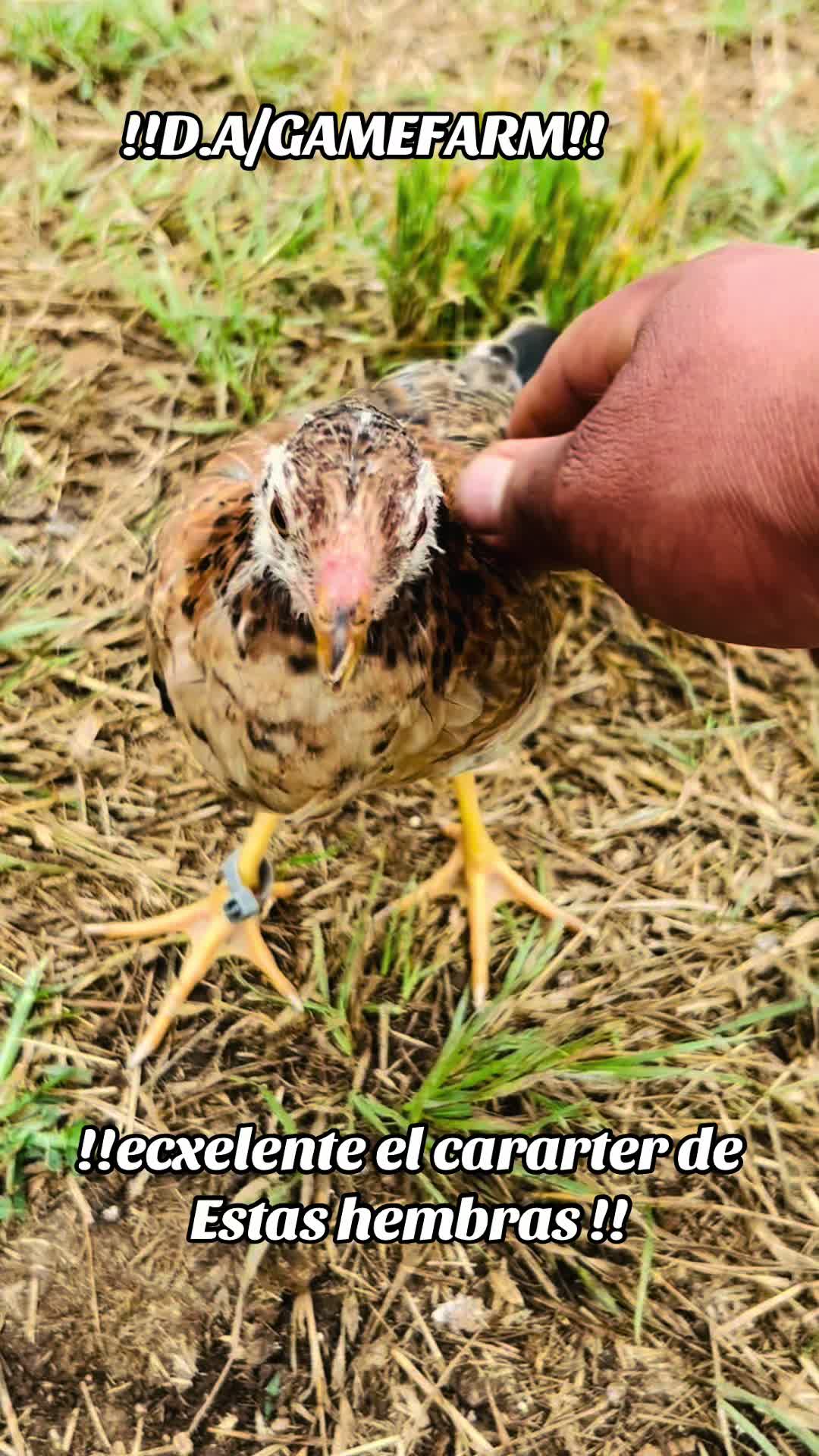 @DAgamefarm