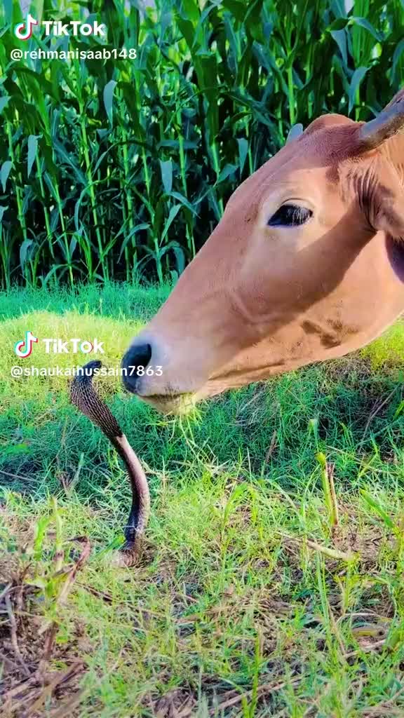 @Jam Khalil