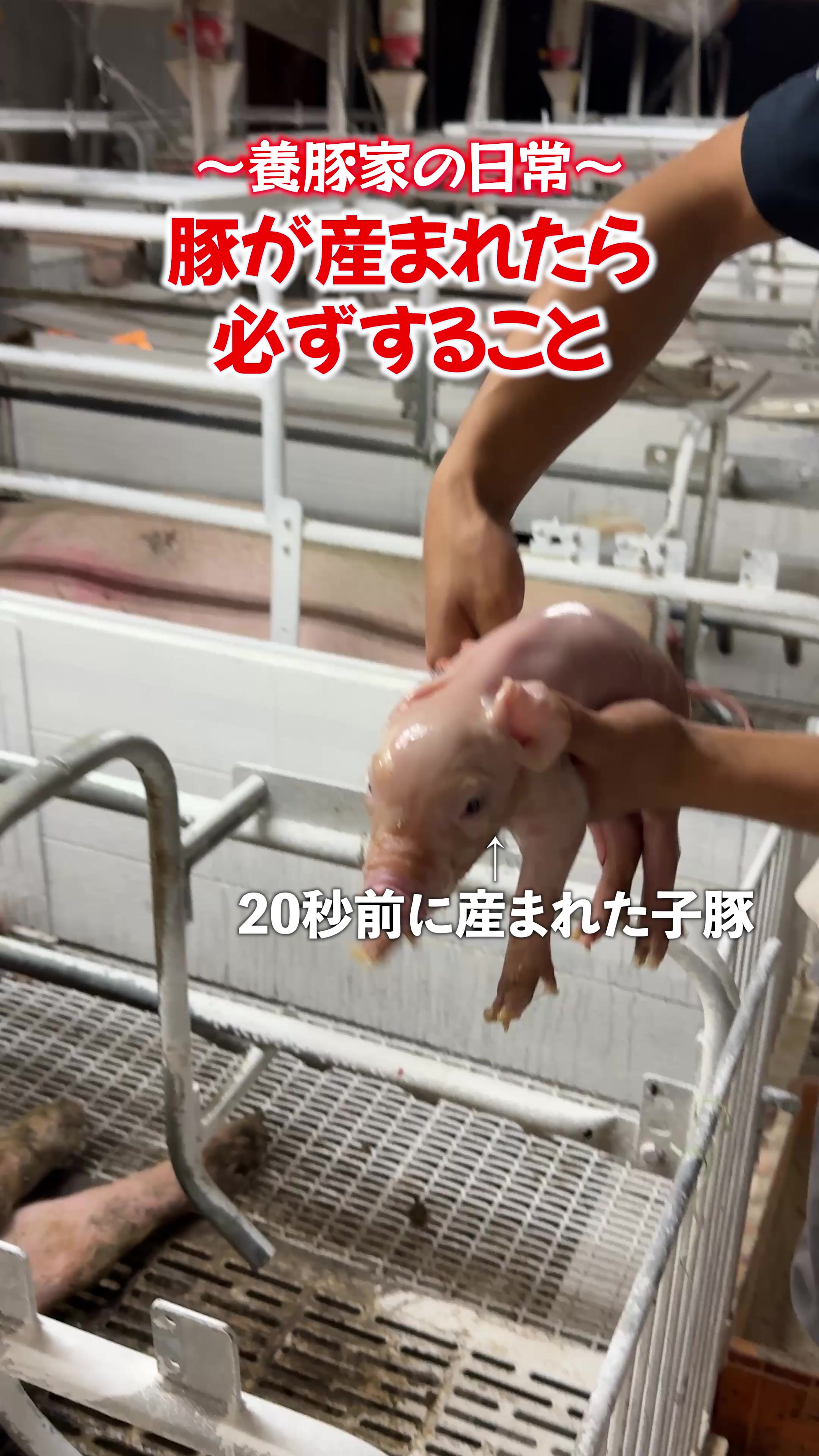 @豚肉オンラインショップ