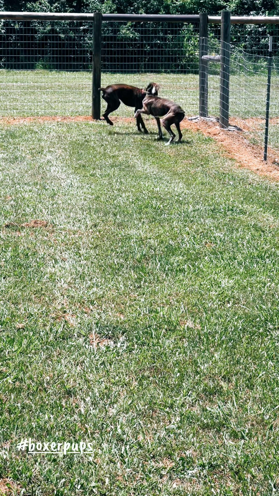 @Angie@k9kennels🐾