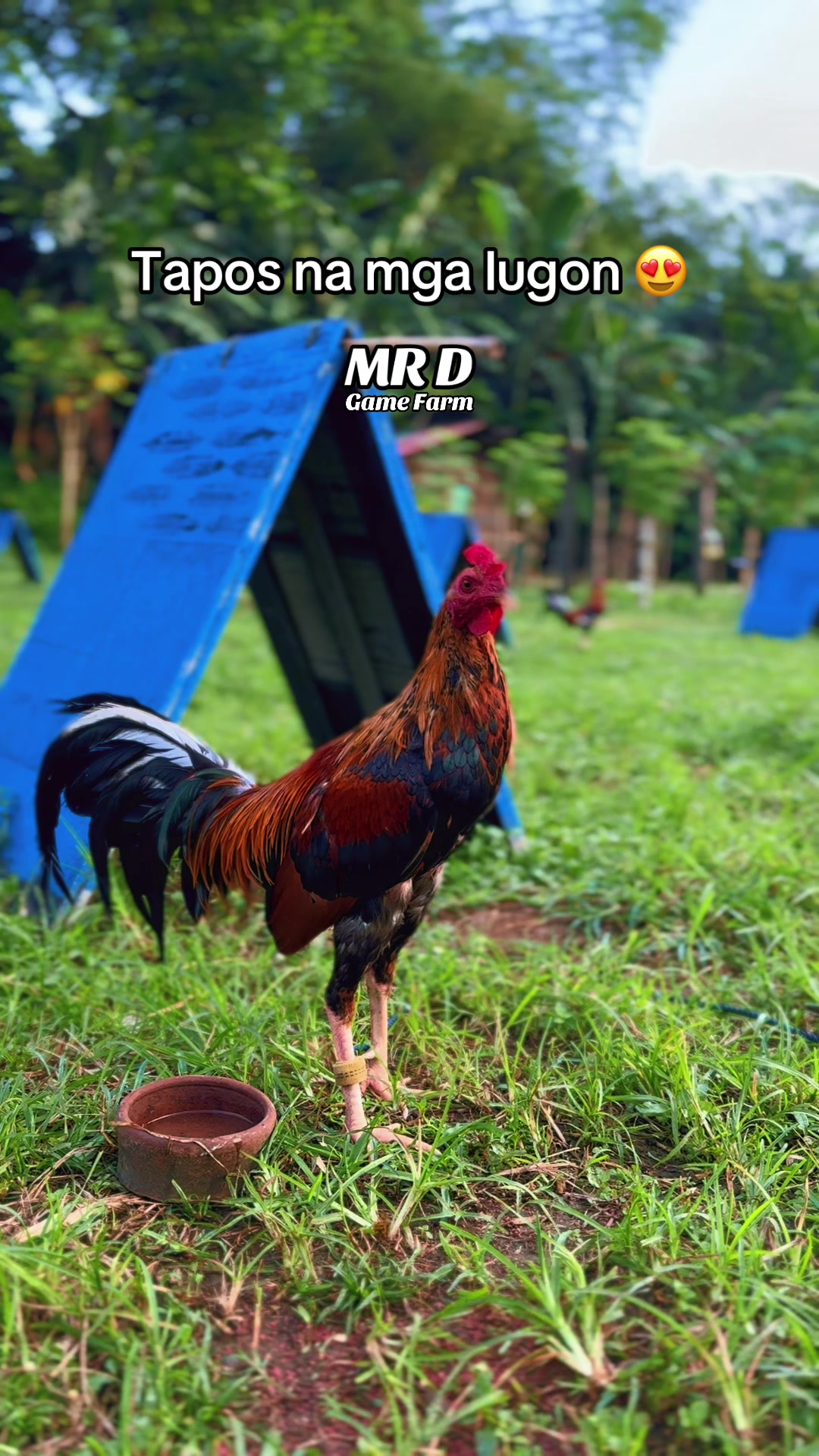 @MR D Game Farm