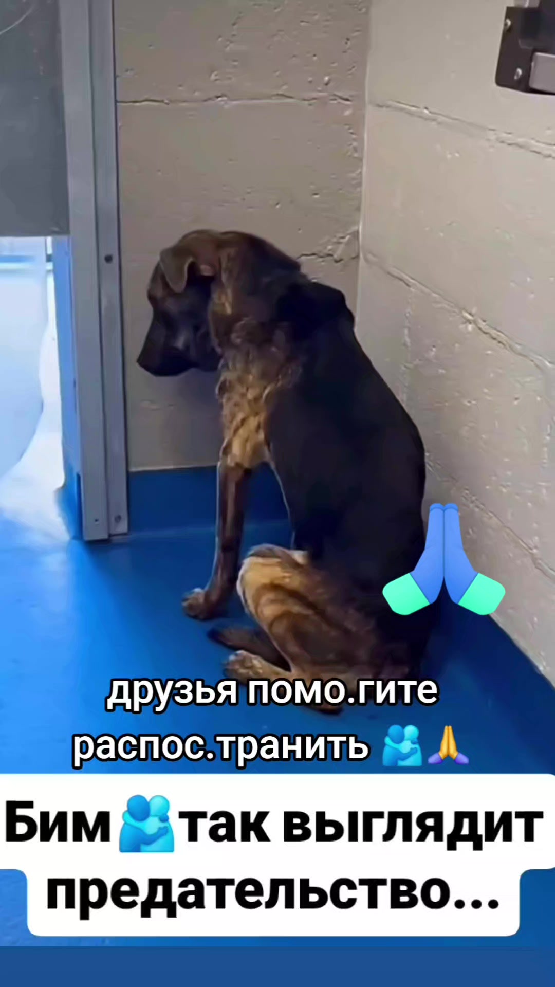 @animal