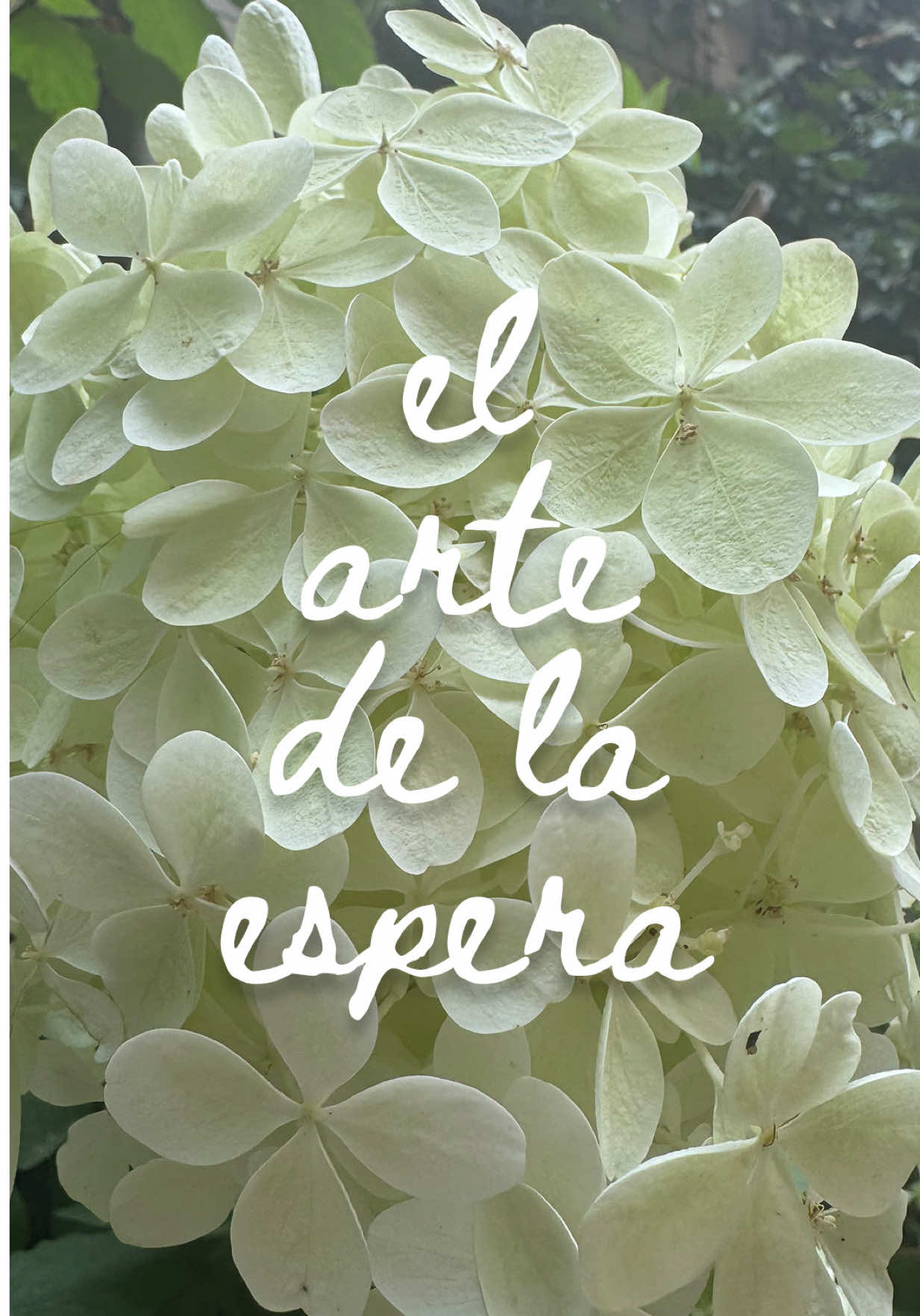 @carla