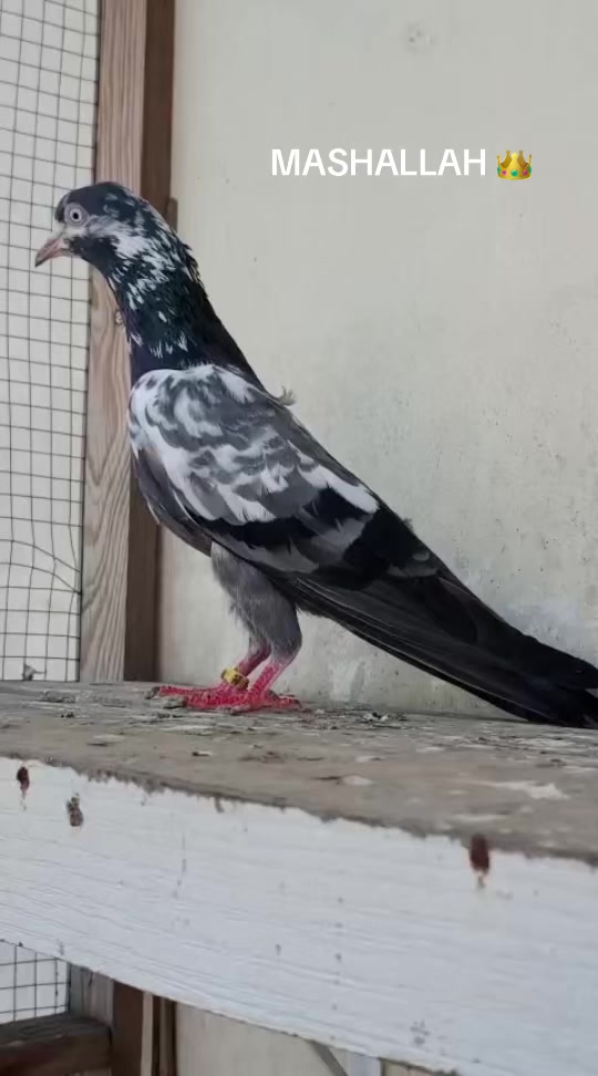 @Royal Birds 🕊️👑