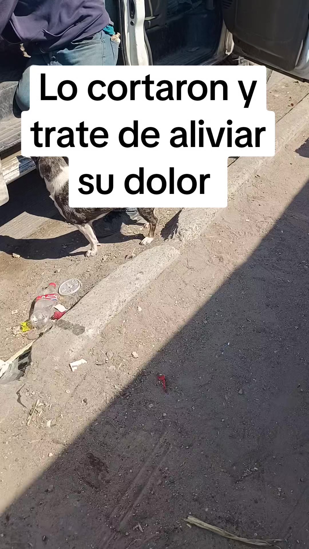 @El compita de los perros