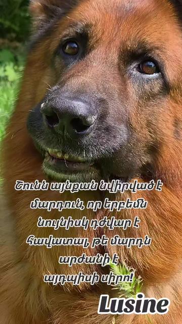 @Humori ashxar