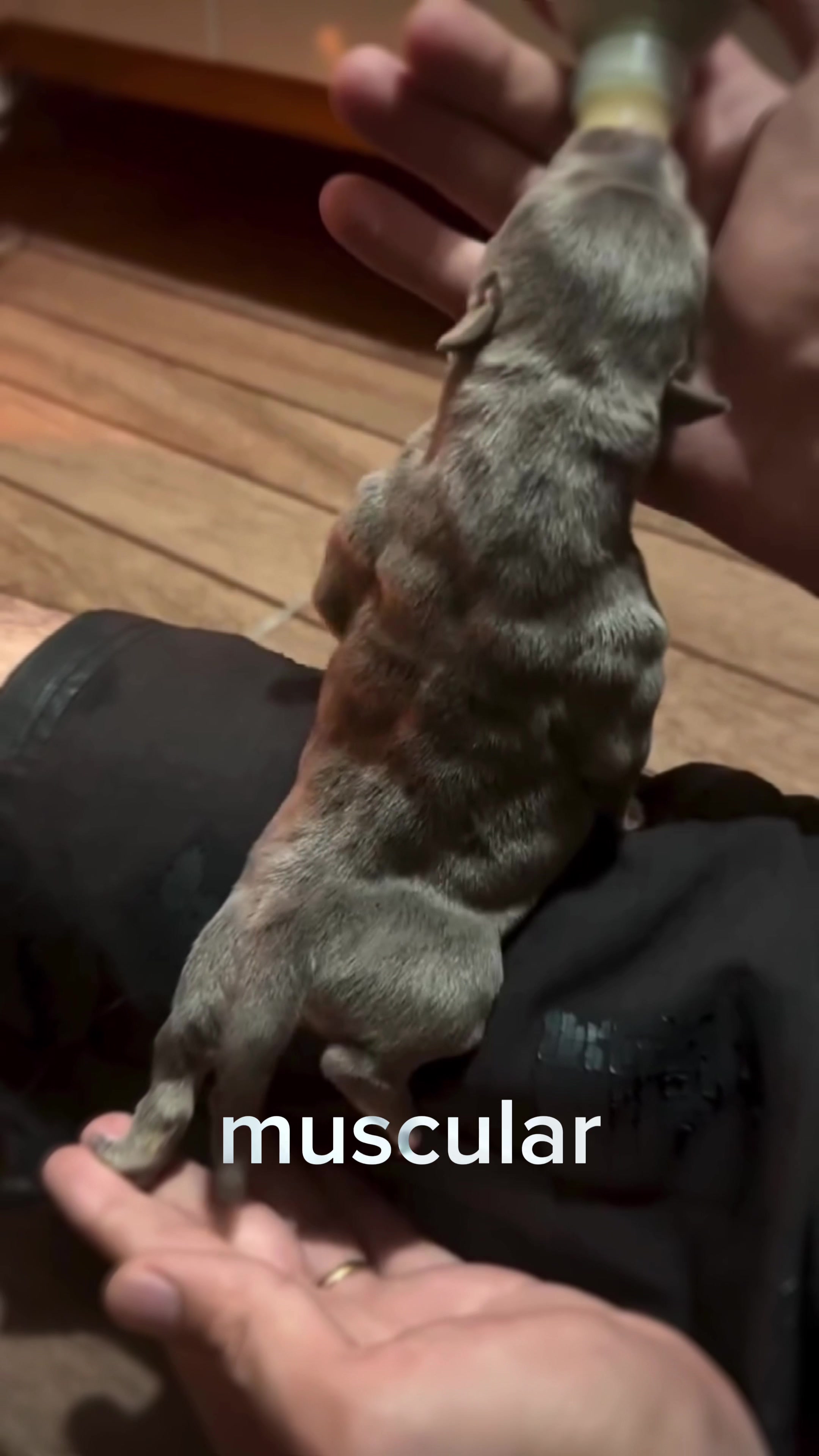 @The Canine Studio