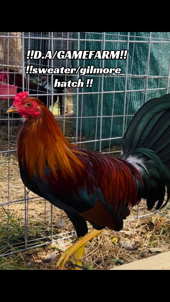 @DAgamefarm