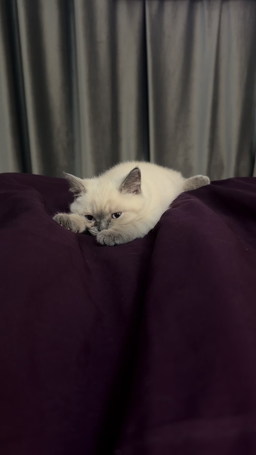 @Трускавецька киця 😻