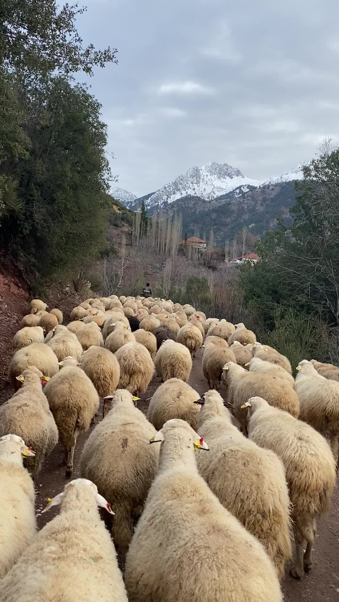 @Sarıtaş