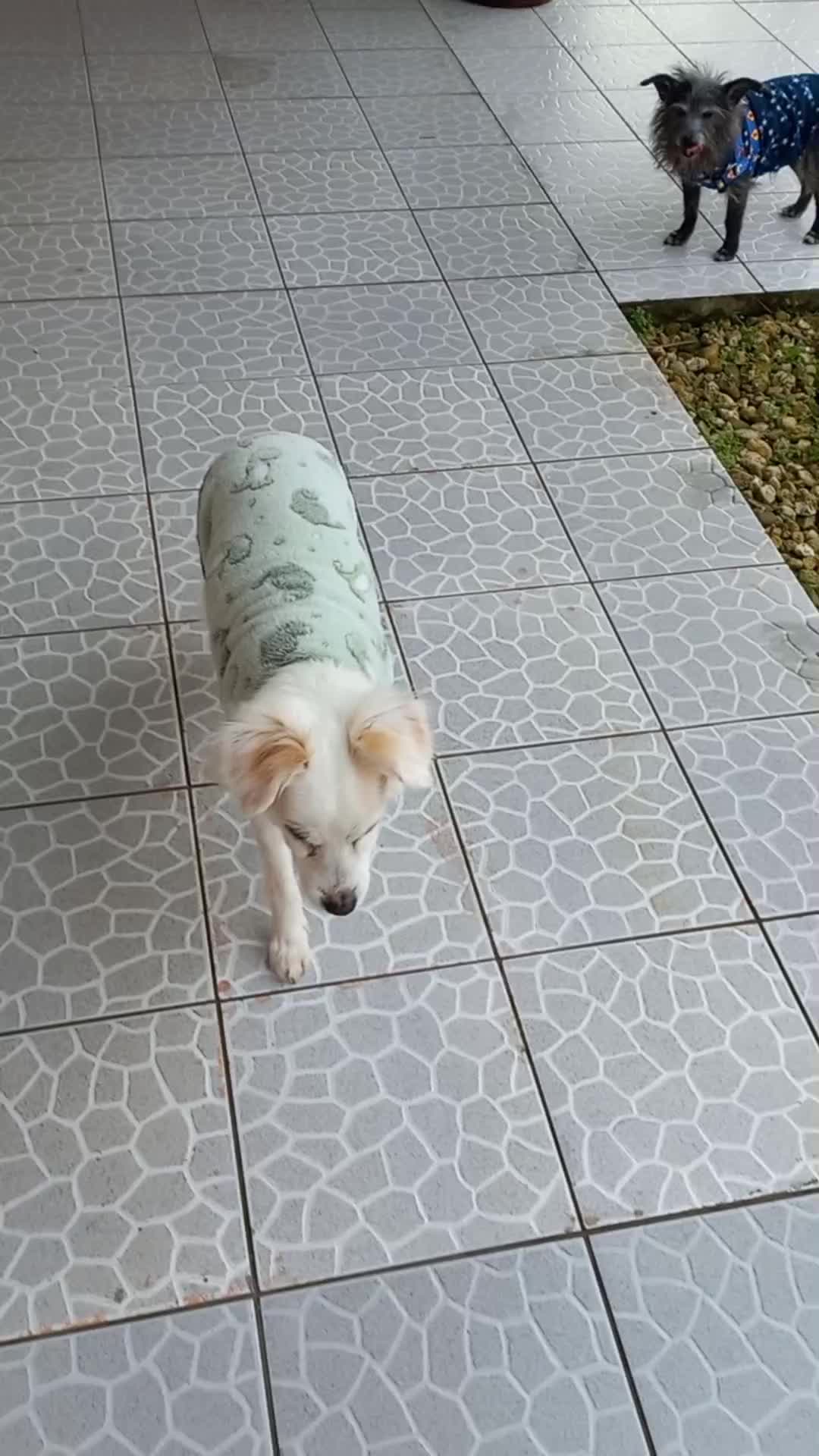 @Dogsitter