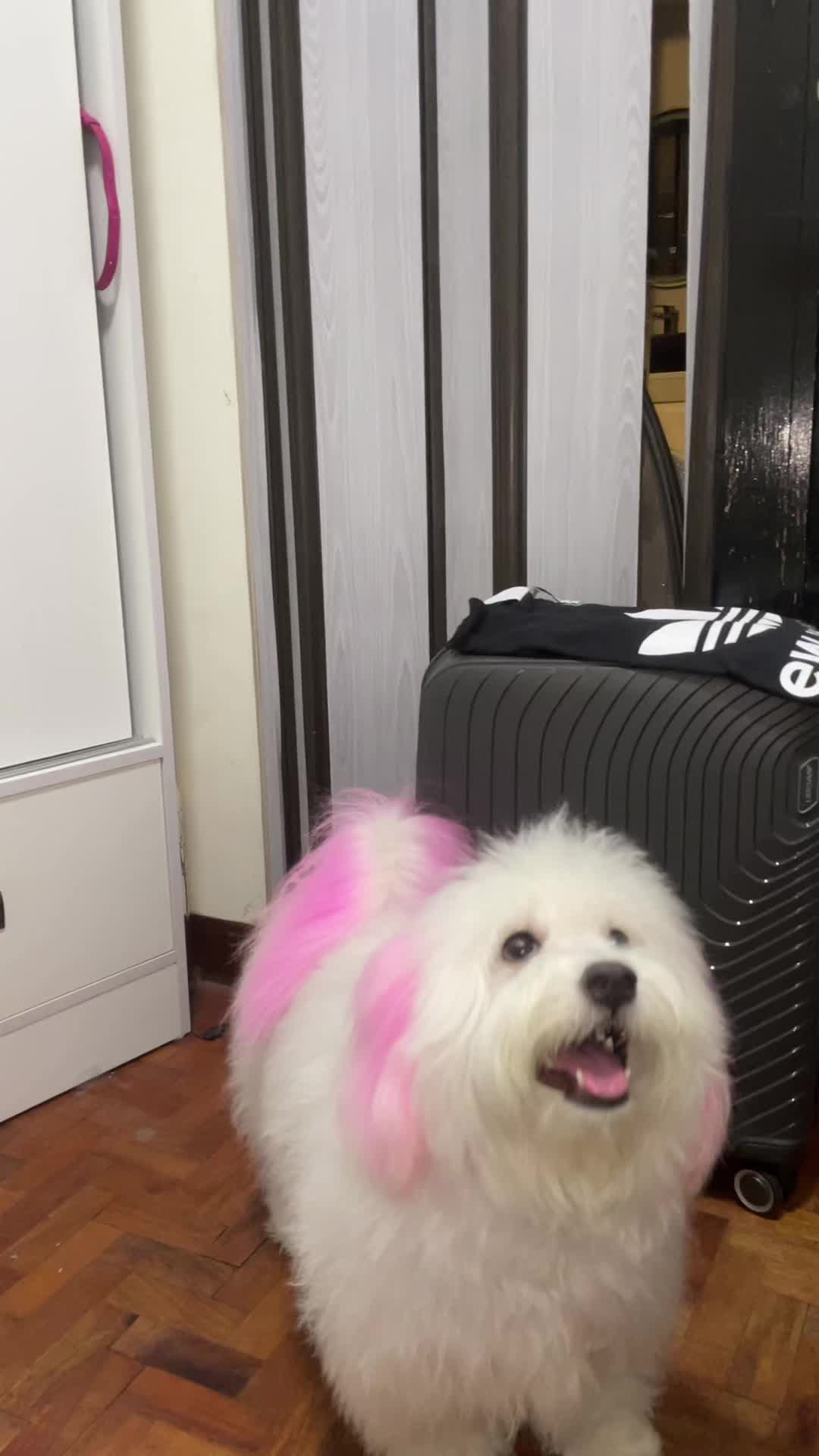 @CUCCI THE BICHON