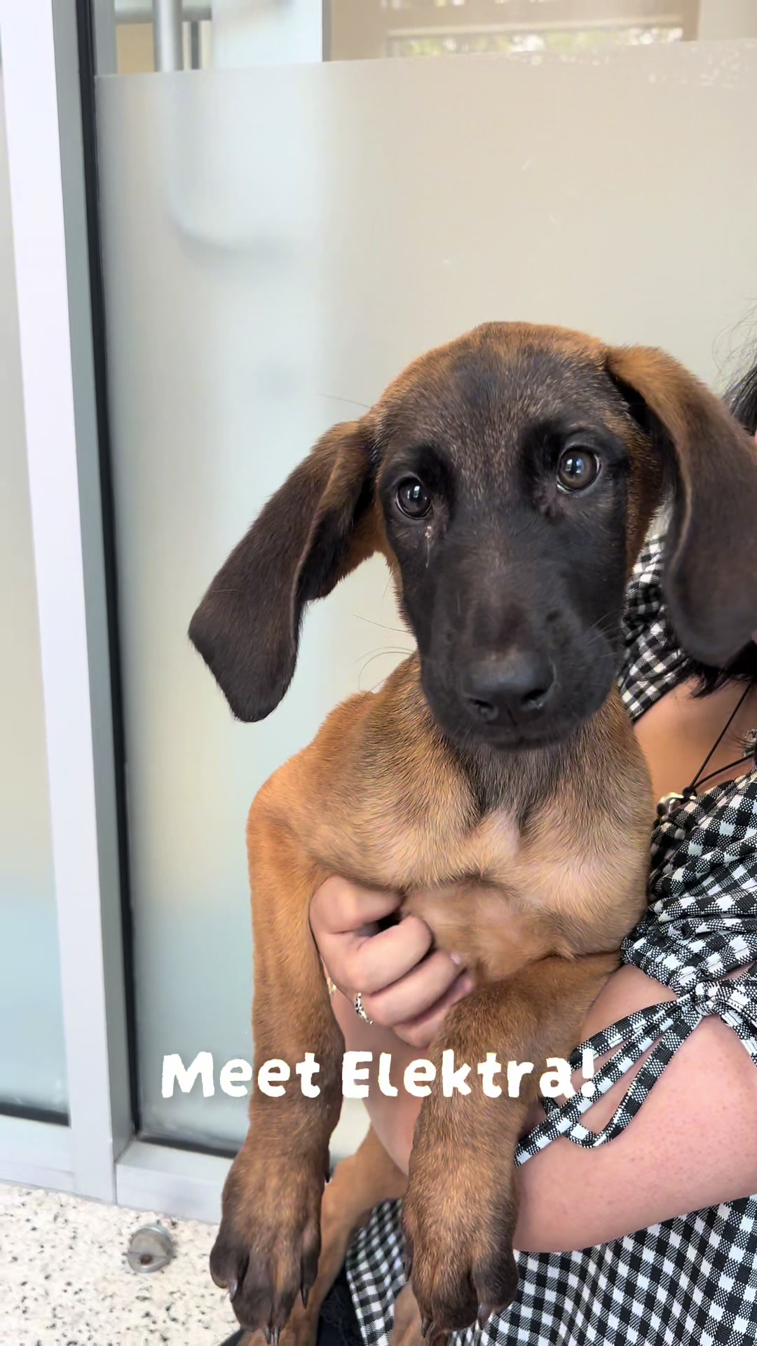 @San Antonio Humane Society